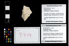 Foto (Objekt + Etikett) von Galatheoidea indet.  (NHMW-GEO-2014-0194-0719)